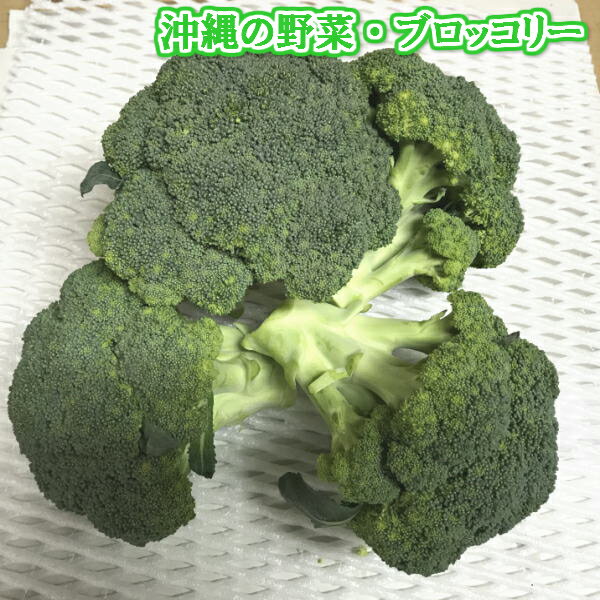 　 沖縄県産　ブロッコリー 【保存方法】黄色く変色しやすいので、すぐに食べ切ることがおすすめです。保存する場合は、ビニール袋に入れて、冷蔵庫の野菜室で立てて保存し、4-5日で使い切りましょう。それ以上保存する場合は、小房に分けて硬めにゆでてから冷凍。（【栄養素】ビタミンC・ビタミンK・カルシウム・カリウム・マグネシウム・食物繊維など ★沖縄のたま青果★ 果物、野菜など、直接市場で仕入れたものを販売していきます。 沖縄の大自然で育った果物、野菜を是非、味わってみてください！ 沖縄ならではの、食品、調味料、名産品も扱っています！ 訳あり、割引、送料無料、詰め合わせセットの商品も盛りだくさん！ 【沖縄の青果店】 果物・フルーツ・青果・野菜 【贈り物に】 ギフト・お中元・お歳暮・父の日・母の日・敬老の日・クリスマス・冬ギフト ・お年賀・バレンタインデー・ホワイトデー・お土産・手土産・贈りもの・進物 ・お返し・御祝・御礼・御挨拶・プレゼント 【お祝いや内祝いなどの祝儀の品に】 ブライダル・引き出物・お祝い・内祝い・結婚祝い・結婚内祝い・出産祝い ・出産内祝い・引き菓子・快気祝い・快気内祝い・プチギフト・結婚引出物 ・七五三・進学内祝・入学内祝・お供え