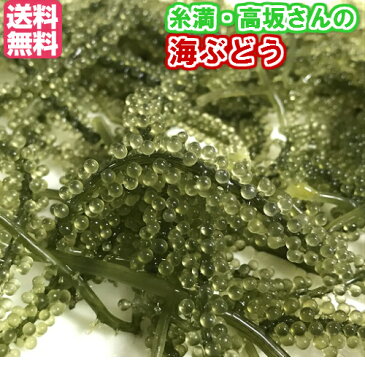 【生】海ぶどう（茎なし秀品）500g 【発送年中・端境期あり】 【送料無料】 久米島産・糸満の高坂さんの 採れたて 【常温発送につきチルド商品と同梱不可】 【週一回の発送につき配達日指定不可】 【冷蔵庫保存不可】