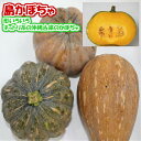 島かぼちゃ 5kg 【発送10〜2月】 沖縄県産 【国産 国内産 沖縄産 かぼちゃ カボチャ 野菜 夏野菜 お取り寄せ 料理 惣菜 おかず サラダ 煮物 スープ 材料】【たま青果】