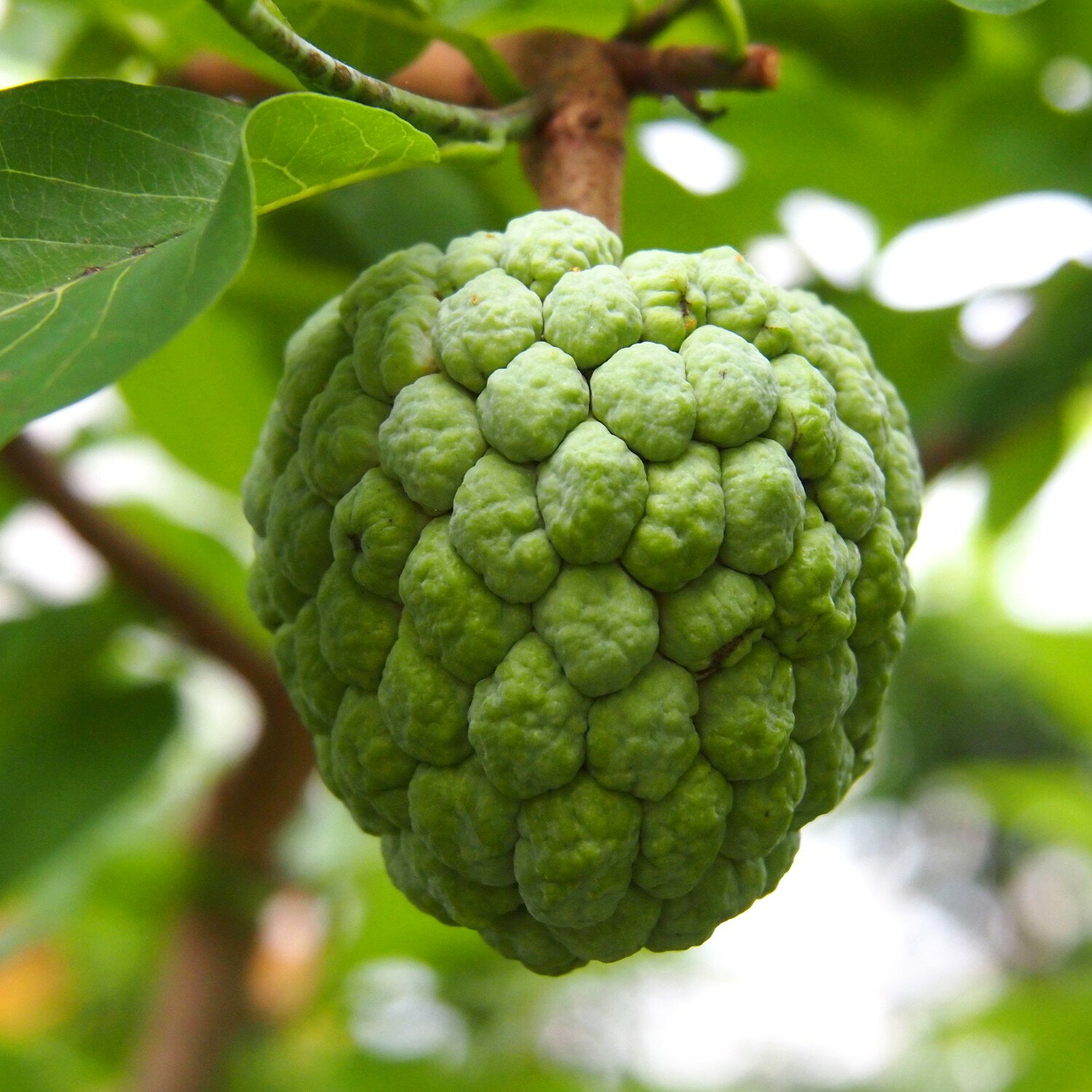 釈迦頭　1kg（4〜8個）沖縄県産のサムネイル