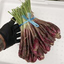 紫 島らっきょう 1キロ 沖縄産県産【島らっきょう 国産 国内産 沖縄産 野菜 お取り寄せ おつまみ 酒のつまみ 酒の肴 ご飯のお供 ご飯の友 天ぷら 塩漬...