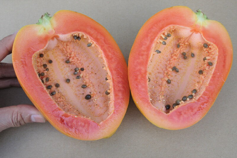 フルーツパパイヤ 約2kg（2〜4玉前後）☆送料無料☆ 品種石垣サンゴ 沖縄産 最強のダイエットフルーツとも言われるフルーツパパイヤ 種なし パパイア トロピカルフルーツ 国産 国内産 沖縄県産 お取り寄せ セット 沖縄果物のサムネイル