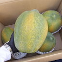 フルーツパパイヤ 約2kg ☆品種お任せ (石垣サンゴ、サンライズ、など)
