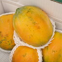 フルーツパパイヤ約1kg ☆品種お任せ(石垣サンゴ、サンライズ、など)