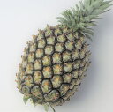 ゴールドバレル (秀品) 2玉(1玉約1.5〜2kg×2) 発送6月〜7月
