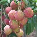 ライチ (生)1kg (40~50個)発送6月中旬