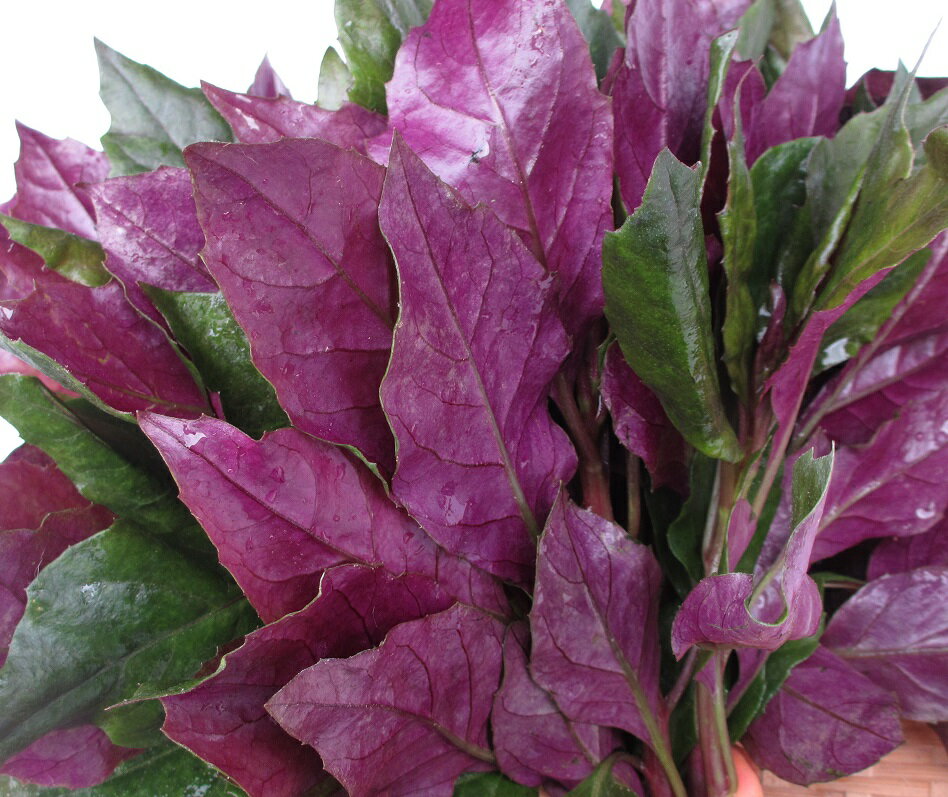 ハンダマ 1パック (200g) はんだま