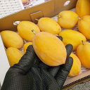 ミズレモン 約500g 沖縄県産 6月頃発送開始