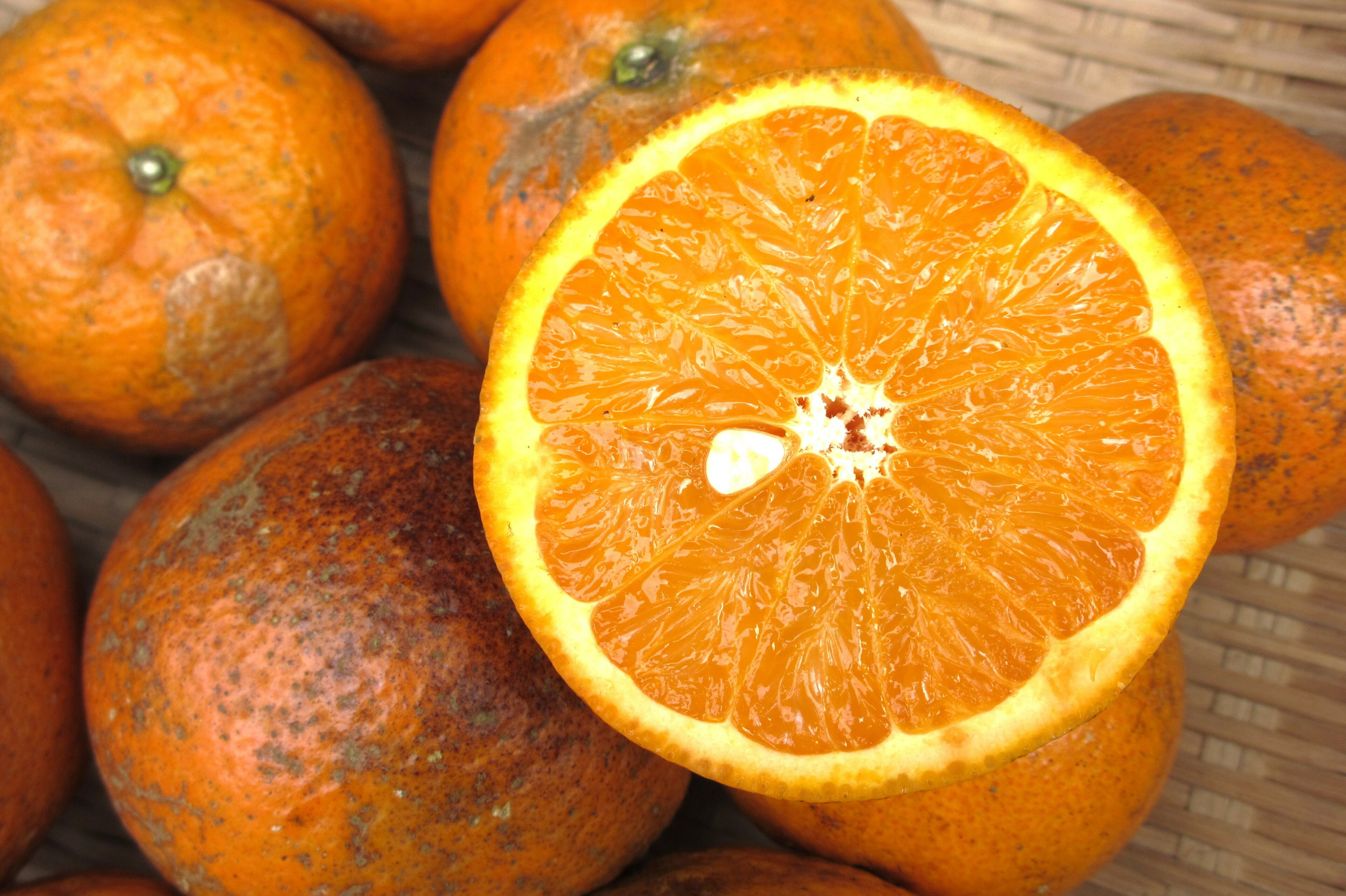 伊豆味産たんかん 家庭用 約2kg 発送1月〜3月上旬