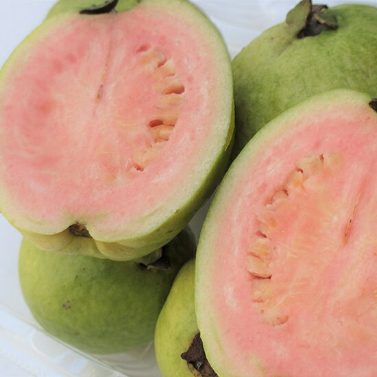 グァバ 約1kg 【発送7月下旬〜9月】 沖縄産 赤・白どちらになるかはお任せになります。 【沖縄産 グアバ トロピカルフルーツ 果物 お取り寄せ / βカロテン ビタミンC リコピン ポリフェノール 抗酸化作用 アンチエイジングのサムネイル