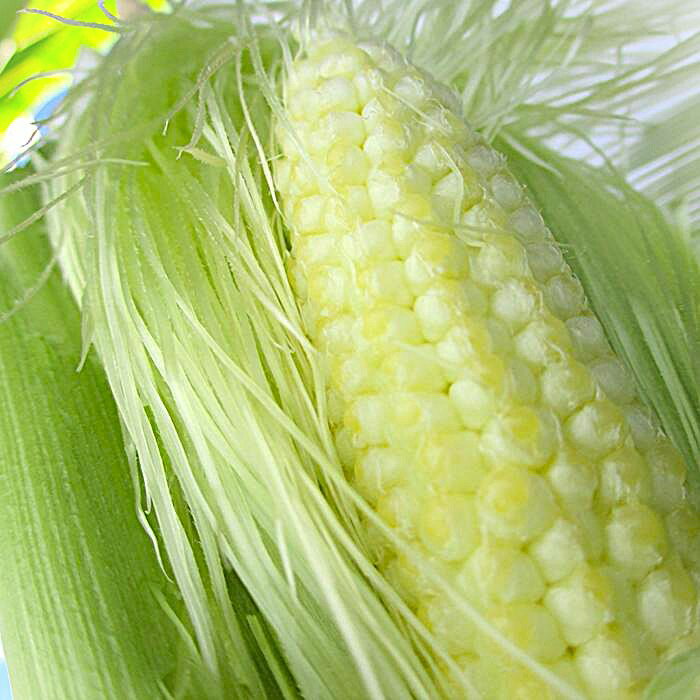 沖縄県産 ヤングコーン ベビーコーン 15本 M〜L