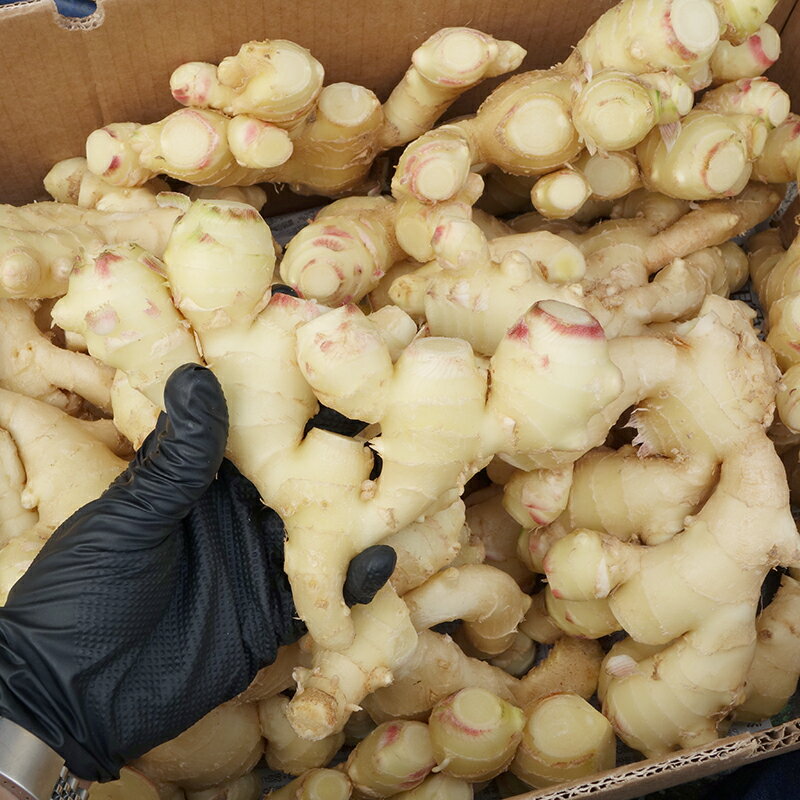 しょうが(生姜)5kg 【発送 10月〜4月】