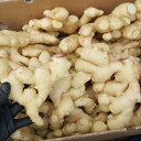 沖縄県産 生姜 1kg