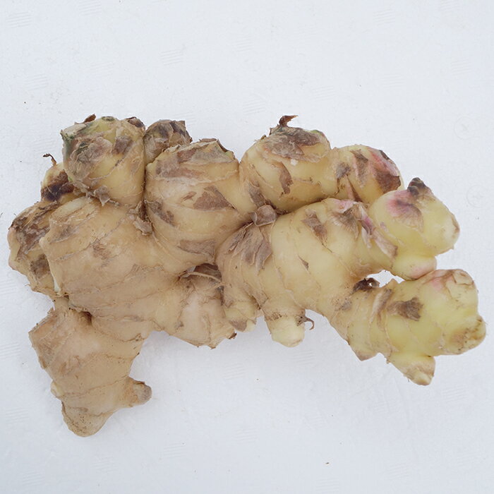 しょうが(生姜)500g 【発送 10月〜4月】