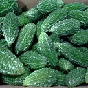 ☆訳あり☆沖縄県産 ゴーヤー(苦瓜・にがうり) 3kg