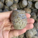 タイモ(ターム)5kg ※加熱調理済み