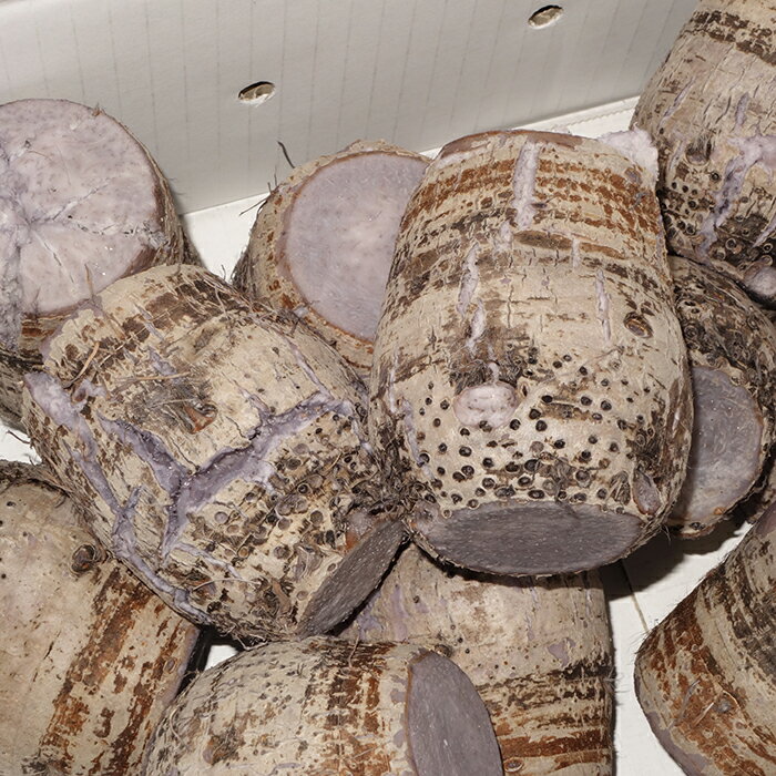 タイモ(ターム)2kg