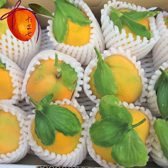 !&nbsp;商品情報 商品名 沖縄県産　ミズレモン　約500g 商品説明非常に甘みが強く独特な香りがします。 お召し上がり方使い方食べ方はパッションフルーツと同じで半分に切ってスプーンで種をすくって食べます。 名称果実（ミズレモン（パッシ...