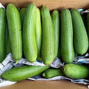 ヘチマ(ナーベラー)約3kg 【発送7〜12月】