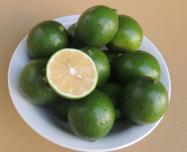 沖縄県産 グリーンレモン 2キロ 希少な国産レモン 【発送9月〜10月】