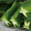 うりずん豆(四角豆)3パック(約300g) 【発送4〜10月】 沖縄産 沖縄では当たり前の南国野菜【島野菜】炒め物、お浸し、てんぷらに 【シカクマメ 野菜 国産 国内産 沖縄県産 お取り寄せ セット 料理 惣菜 おかず 材料】【たま青果】 970円