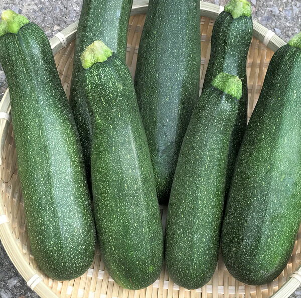 ズッキーニ 1kg 【発送11月〜5月】 沖縄県産 沖縄の島野菜ズッキーニ 【国産 国内産 沖縄産 野菜 夏野菜 お取り寄せ 料理 惣菜 おかず サラダ パスタ スープ 材料】【たま青果】