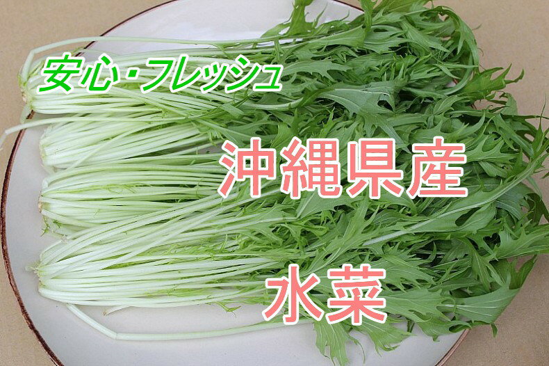 水菜 約200g 【発送 11〜6月】沖縄県産