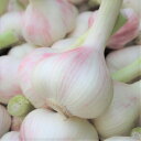 島にんにく 小玉 5kg 【発送 3月〜5月】 沖縄県産野菜
