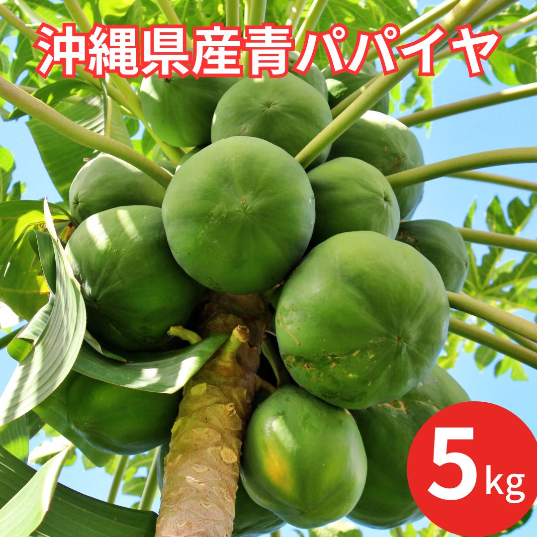 沖縄県産 青パパイヤ 5kg （5〜10玉）送料無料 沖縄直送 パパイヤ パパイヤ酵素 沖縄野菜 しまやさい ..