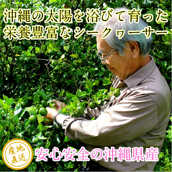 沖縄県産シークヮーサー100％果汁1L 6本セット シークワーサー 原液 青切りシークワーサー シークワーサージュース 送料無料 沖縄 青切り 100% 1000ml ジュース シークアーサー 果汁 沖縄土産 人気 健康飲料 テレビ ノビレチン 美味しい 2