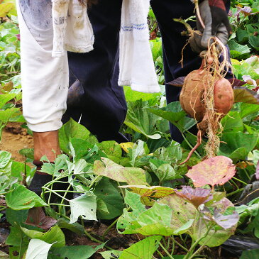 鹿児島県産安納芋の干しいも（200g）×3袋【全国送料無料（※ポスト投函型発送）】【干し芋 安納芋 食物繊維】