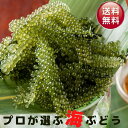 朝どり新鮮！生海ぶどう（1kg）（ 茎なし）【送料無料】｜沖縄 宮古島産 居酒屋 小料理 業務用にも｜2023年度海ぶどう販売開始