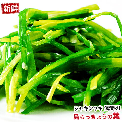 島らっきょう 葉 塩漬け ご飯のお供 ランキング オススメ