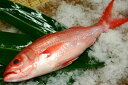 アカマチ(ハマダイ)1.5~2kg下処理価格
