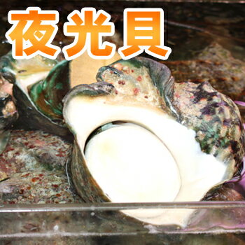 楽天市場】夜光貝 殻の通販 楽天市場】夜光貝 殻の通販
