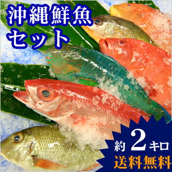 【送料無料】 おまかせ沖縄鮮魚セ