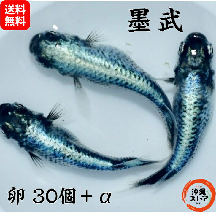 楽天市場】父の日 メダカの通販 楽天市場】父の日 メダカの通販