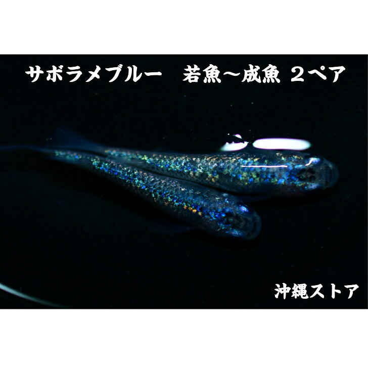 メダカ 販売 生体 サボラメ 若魚〜成魚 2ペア メダカペア ラメ 淡水魚 めだか 改良 ラメメダカ めだか販売 サボラメめだか 品種 改良メダカ 観賞魚 medaka メダカの生体 めだか生体 メダカ生体 ブルー 青 品種改良メダカ 高級 ラメ系 沖縄ストア 全国送料無料