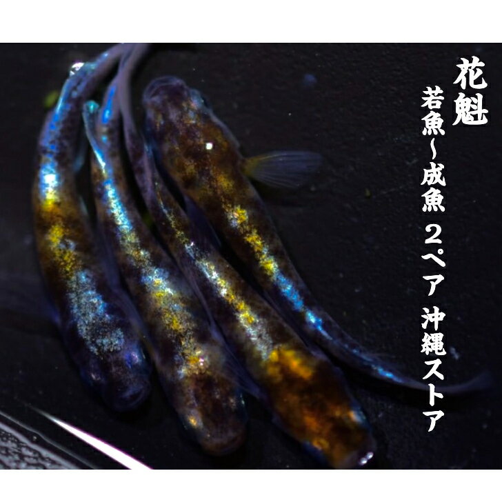 メダカ 販売 生体 花魁 おいらん 若魚〜成魚 2ペア 4匹 メダカペア めだか 改良 ラメメダカ 高級 花魁めだか めだか販売 体外光 三色 改良メダカ 淡水魚 観賞魚 メダカの生体 めだか生体 メダカ生体 カブキから派生した品種です 全国送料無料 沖縄ストア