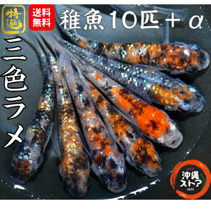 メダカ 三色ラメめだか 稚魚10匹＋α ラメメダカ ラメ めだか販売 三色 改良 稚魚 淡水魚 三色 ...