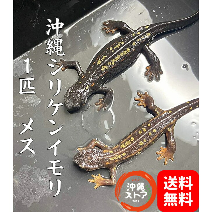 沖縄シリケンイモリ 金箔ラメ個体 メス 1匹 イモリ 生体 シリケンイモリ 雌 いもり 両生類 両生類 爬虫類 爬虫類 両生類 は虫類 両生類 沖縄 家守 送料無料 沖縄ストア 全国送料無料 オキナワシリケンイモリ