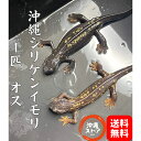 沖縄シリケンイモリ 金箔ラメ個体 オス 1匹 イモリ 生体 シリケンイモリ 雌 いもり 両生類 両生 ...