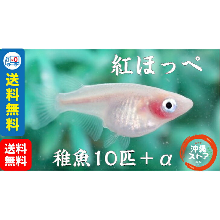 メダカ 紅ほっぺメダカ 稚魚10匹＋α 販売 生体 ダルマメダカ めだかだるま メダカ稚魚 改良 稚魚 だるま ダルマ メダカ販売 淡水魚 白 透明鱗メダカ 改良メダカ medaka メダカの生体 めだか生体 メダカ生体 品種改良メダカ 発泡スチロール 日本 沖縄ストア 送料無料