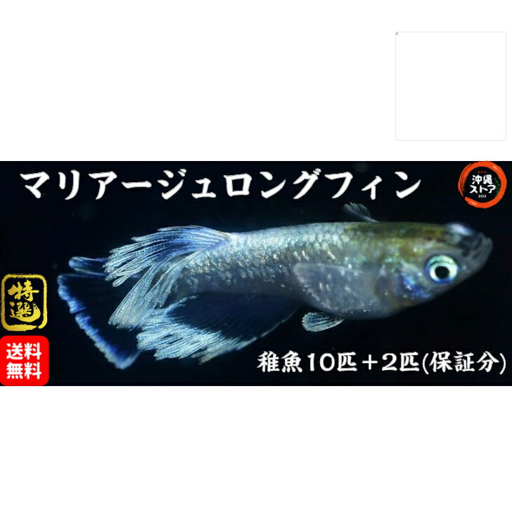 メダカ マリアージュロングフィンメダカ めだか稚魚10匹＋2匹(保証分) 販売 生体 ロングフィン ラメ 高級 生体 マリアージュ ロングフィン メダカ ひれなが めだか めだか販売 メダカ生体 沖縄ストア 全国送料無料のサムネイル