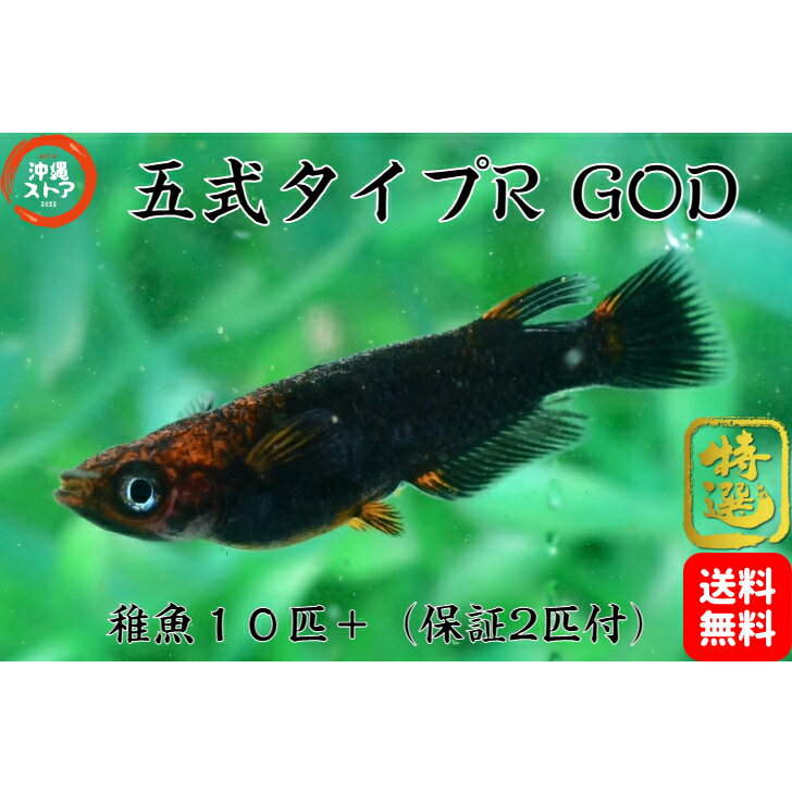 メダカ 五式タイプR GODめだか メダカ稚魚10匹＋(保証2匹付)販売 生体 五式タイプR GOD めだか 稚魚 改良 めだか生体 メダカ生体 品種..