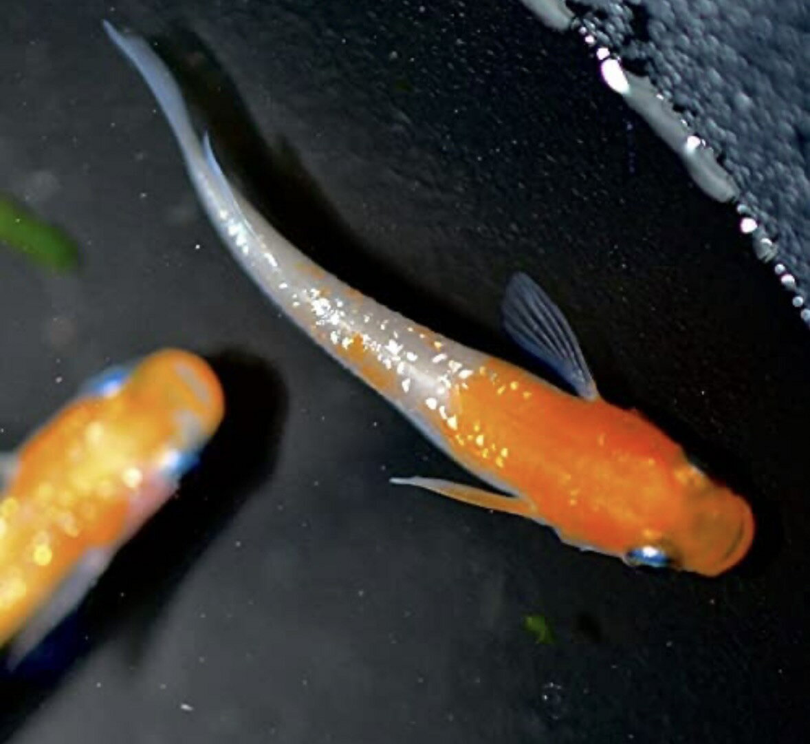 めだか卵【紅白ラメ メダカ 卵30個＋α】めだか卵 人気種 高級魚 メダカ卵 めだか卵 沖縄ストア 全国送料無料...