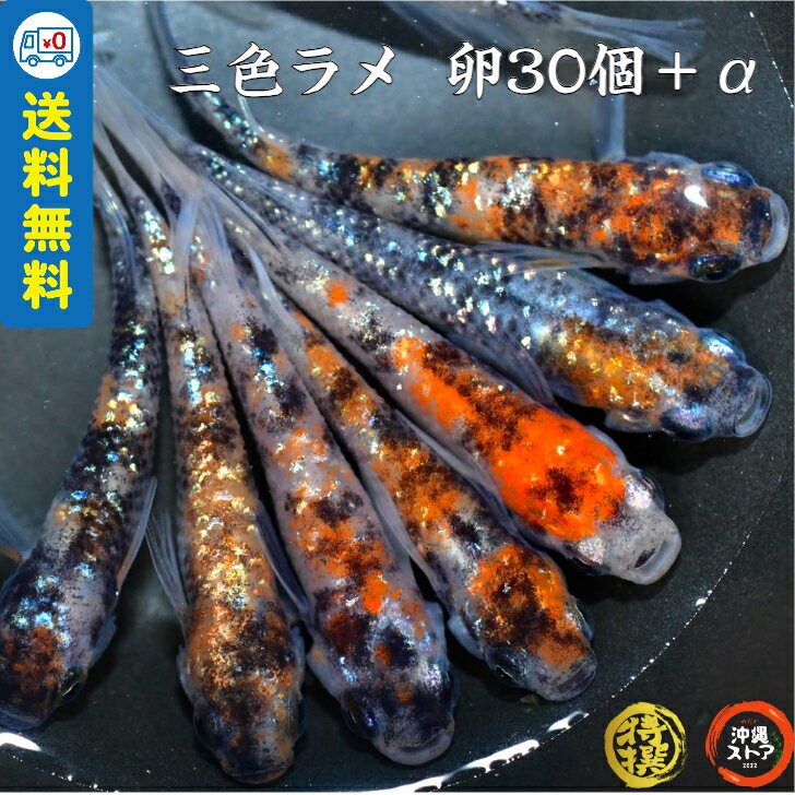 メダカ【三色ラメ メダカ 卵30個＋α】めだか卵 人気種 高級魚 メダカ卵 めだか卵 沖縄ストア 全国送料無料 三色 三色ラメ...