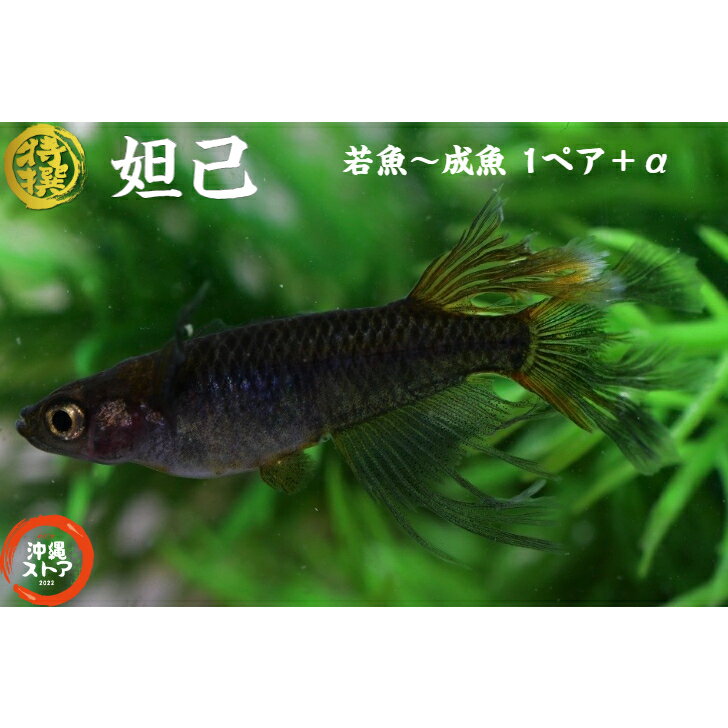 メダカ 妲己(だっき)メダカ若魚～成魚1ペア＋α 妲己(だっき)メダカ 生体 送料無料 めだか販売 漆黒メダカ 黒 めだか 改良 稚魚 めだか販売 淡水魚 改良メダカ 観賞魚 medaka めだか生体 メダカ生体 品種改良 沖縄ストア 全国送料無料