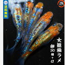 めだか卵 女雛極みラメめだか メダカ卵30個+α メダカ 販売 生体 女雛極みラメ ラメメダカ メダカ三色 ラメ 高級 綺麗な めだか販売 黒 改良メダカ 観賞魚 めだか生体 メダカ生体 水槽 沖縄ストア