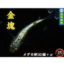 めだか卵【金塊 メダカ 卵30個+α】キンカイ めだか卵 人気種 高級魚 メダカ卵 めだか卵 沖縄ストア 全国送料無料